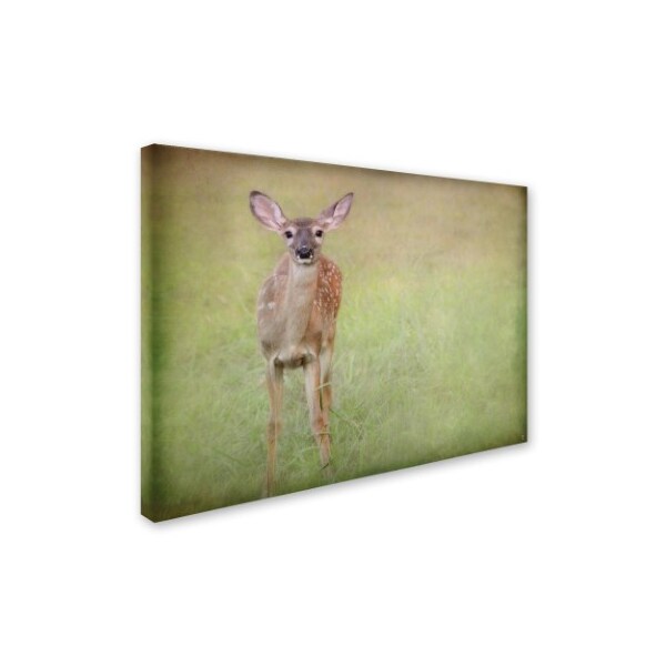 Jai Johnson 'Listening Ears White Tailed Fawn' Canvas Art,24x32